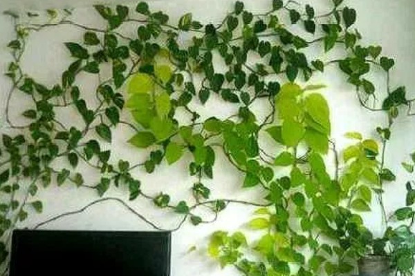 让绿萝叶子变大的方法，每隔半个月追施一次专用肥