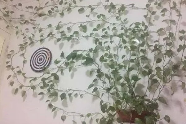 让绿萝叶子变大的方法，每隔半个月追施一次专用肥