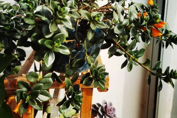 袋鼠花的养殖方法，夏天要每隔2-3天浇一次水