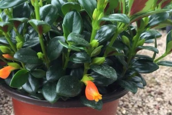 袋鼠花的养殖方法，夏天要每隔2-3天浇一次水