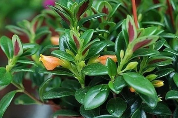 袋鼠花的养殖方法，夏天要每隔2-3天浇一次水