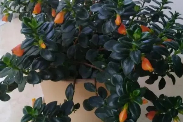 袋鼠花的养殖方法，夏天要每隔2-3天浇一次水