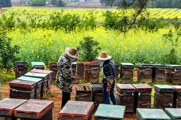 中蜂最小蛋群怎么发展，每天晚上都要饲喂白糖水