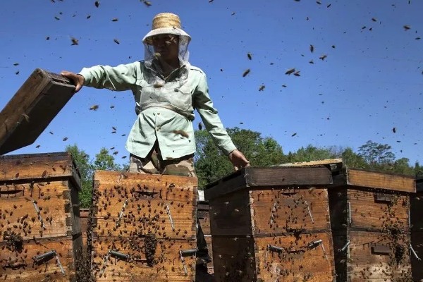 中蜂最小蛋群怎么发展，每天晚上都要饲喂白糖水