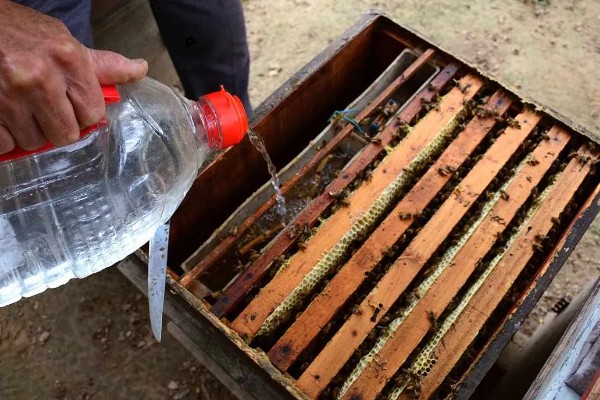 中蜂最小蛋群怎么发展，每天晚上都要饲喂白糖水