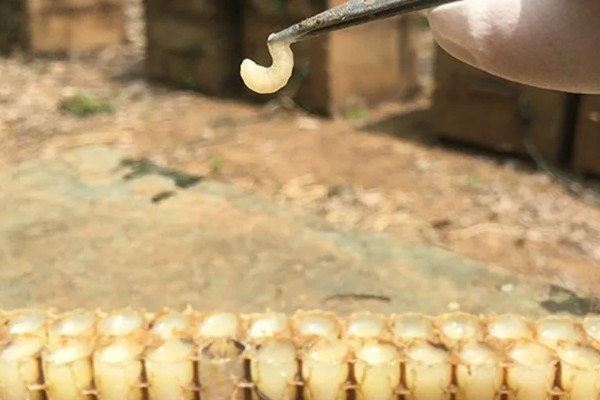 中蜂最小蛋群怎么发展，每天晚上都要饲喂白糖水