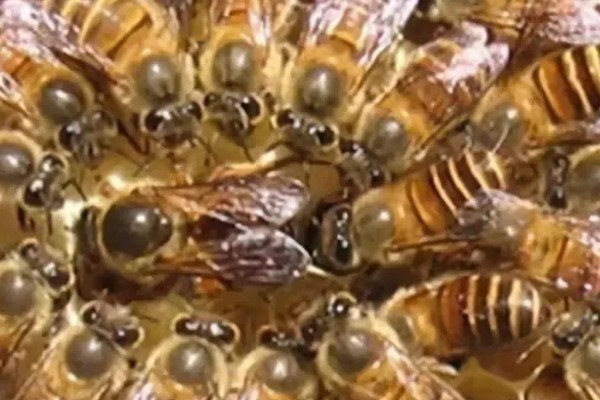 中蜂最小蛋群怎么发展，每天晚上都要饲喂白糖水