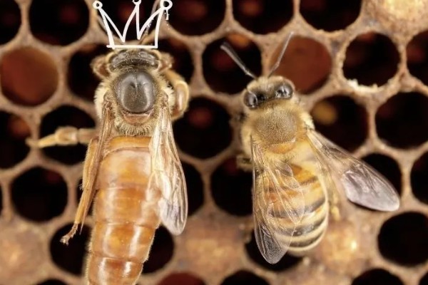 中蜂最小蛋群怎么发展，每天晚上都要饲喂白糖水