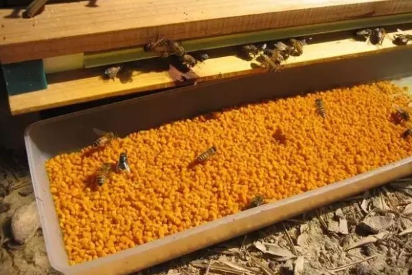 中蜂最小蛋群怎么发展，每天晚上都要饲喂白糖水