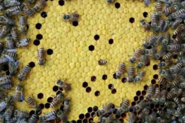 中蜂最小蛋群怎么发展，每天晚上都要饲喂白糖水