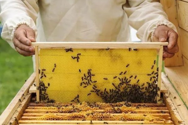 中蜂最小蛋群怎么发展，每天晚上都要饲喂白糖水