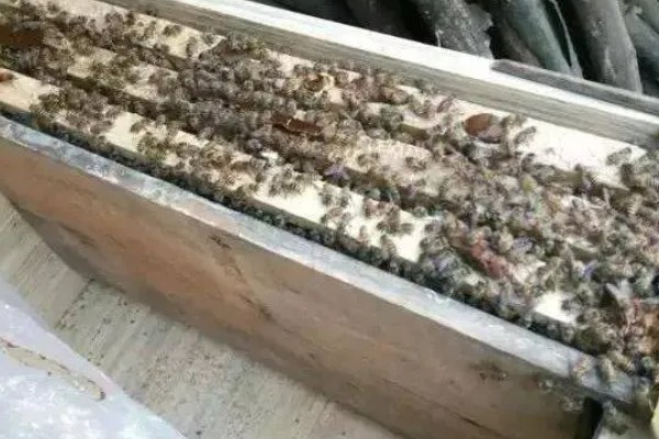 中蜂最小蛋群怎么发展，每天晚上都要饲喂白糖水