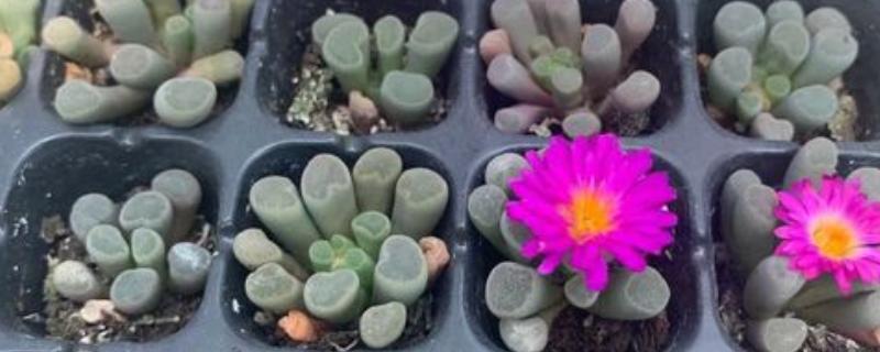 五十铃玉怎么养殖，生长期每天要接受3-4小时的直射光