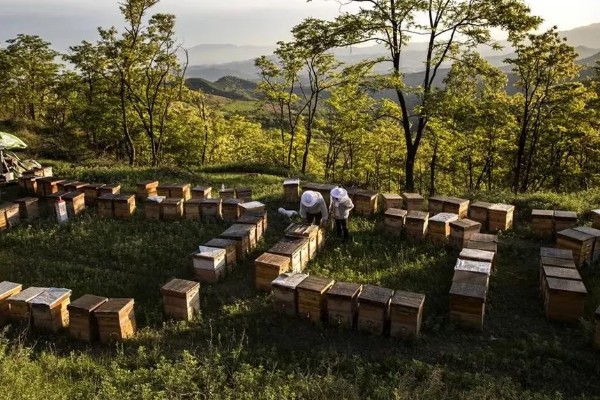 中蜂最小蛋群怎么发展，每天晚上都要饲喂白糖水