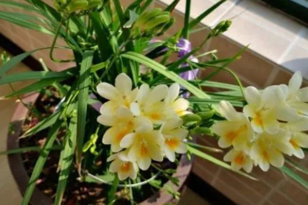 香雪兰开花后怎么养，喜欢在湿润的环境中生长