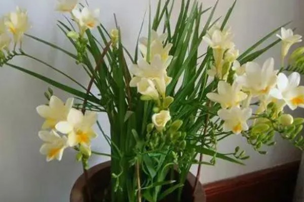 香雪兰开花后怎么养，喜欢在湿润的环境中生长