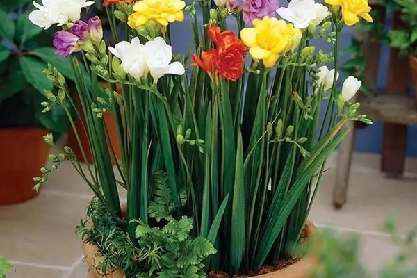 香雪兰开花后怎么养，喜欢在湿润的环境中生长