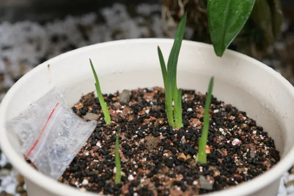 香雪兰开花后怎么养，喜欢在湿润的环境中生长