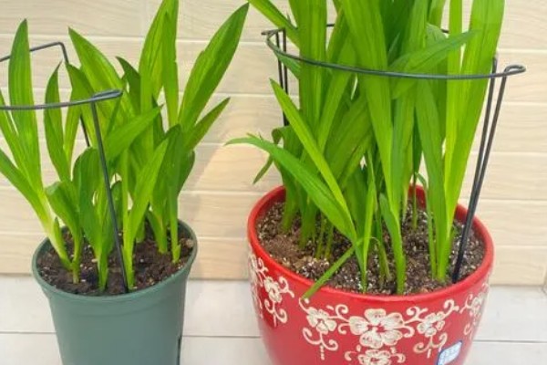 香雪兰开花后怎么养，喜欢在湿润的环境中生长