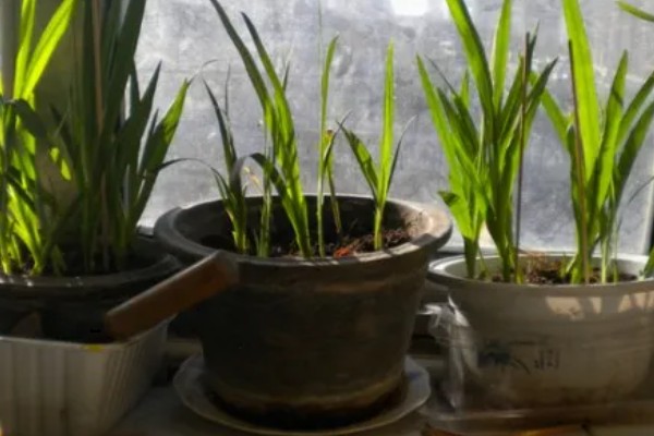 香雪兰开花后怎么养，喜欢在湿润的环境中生长