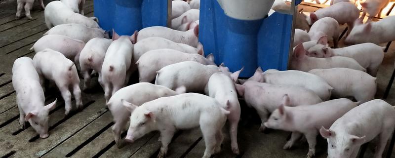 那些兽药不能与饲料同喂，有链霉素、土霉素等