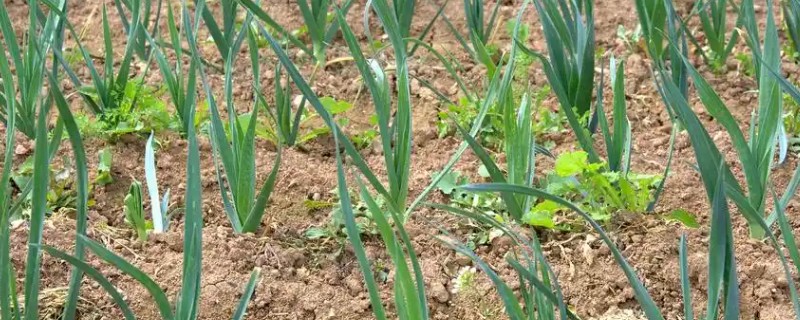大蒜何时种植，3-4月份、9-10月份均可栽培