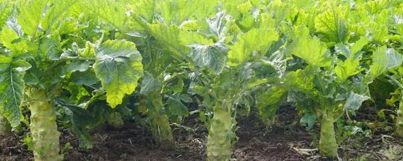 大头菜的种植技术，春、秋两季均能进行