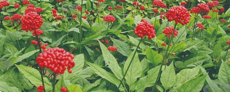 人参种子怎么种植，通常在春季4月份播种