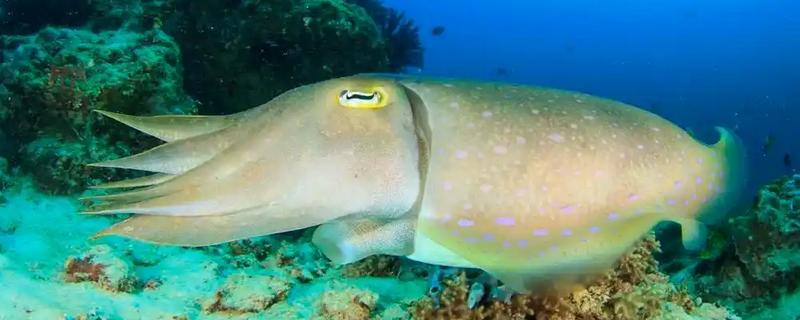 乌贼与章鱼的区别，科属与腕足均不同