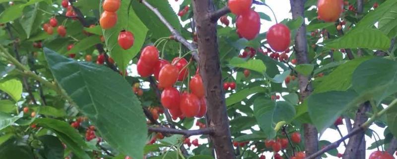 早红珠大樱桃品种介绍，原代号88-33-15