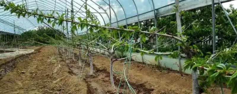 果树施肥的部位，以树冠投影边缘或梢边部位为主