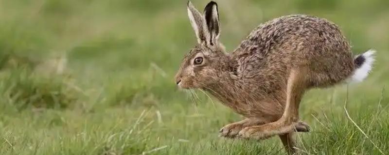 野兔子和家兔子的区别，其耳朵和外观均不同