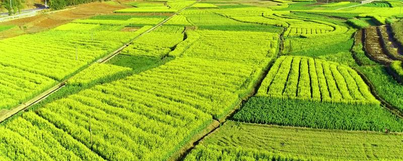 农业有哪些分类，可以分为种植业、畜牧业、林业等