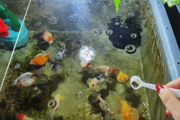 给金鱼换自来水要做什么处理，暴晒2-3天可以消除氯气