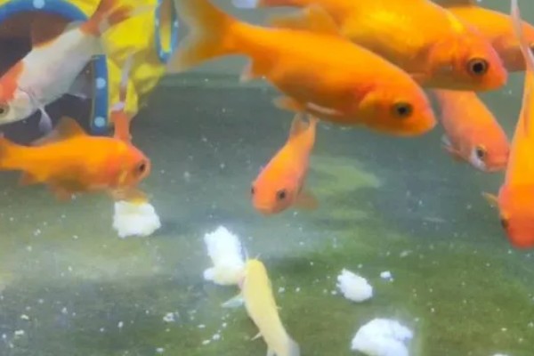 给金鱼换自来水要做什么处理，暴晒2-3天可以消除氯气