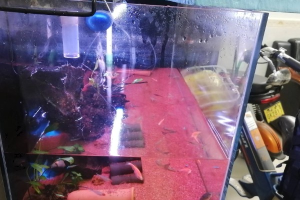 给金鱼换自来水要做什么处理，暴晒2-3天可以消除氯气