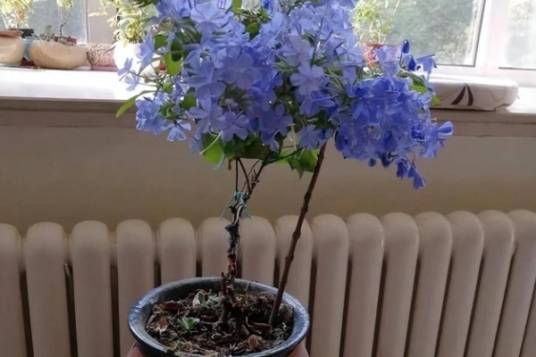 蓝雪花原产于哪里，原产地是南非