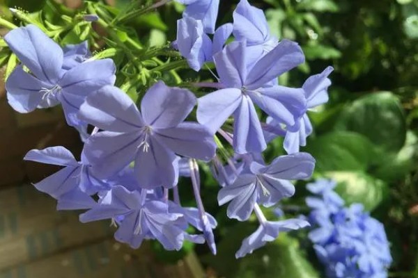 蓝雪花原产于哪里，原产地是南非