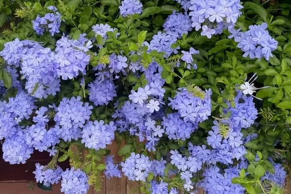 蓝雪花原产于哪里，原产地是南非