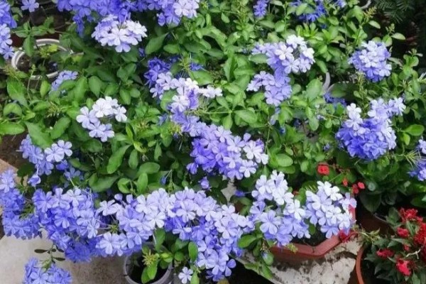 蓝雪花原产于哪里，原产地是南非