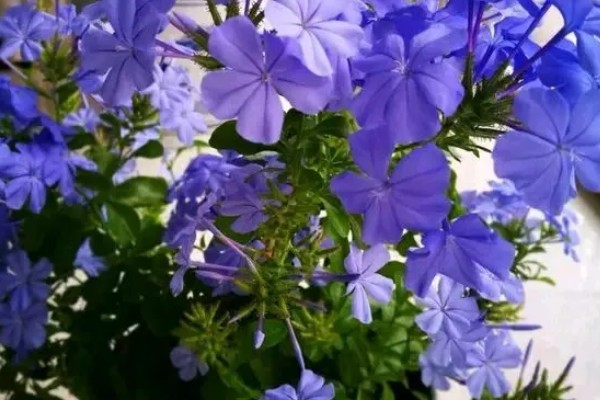 蓝雪花原产于哪里，原产地是南非