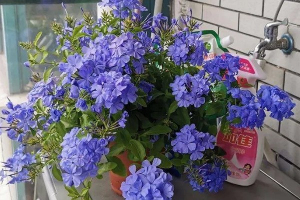 蓝雪花原产于哪里，原产地是南非