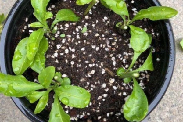 蓝雪花原产于哪里，原产地是南非