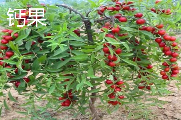 农村适合种什么水果,红香果、杈杷果等品种均可选择