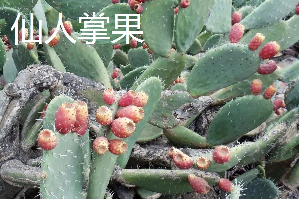 农村适合种什么水果,红香果、杈杷果等品种均可选择