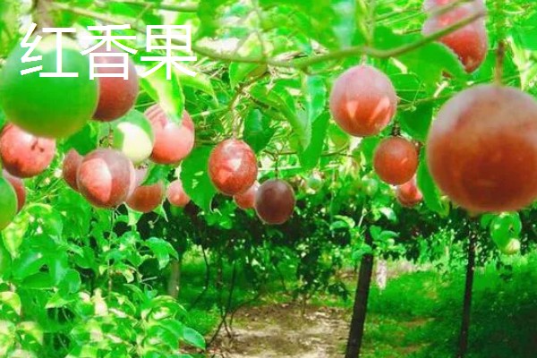 农村适合种什么水果,红香果、杈杷果等品种均可选择