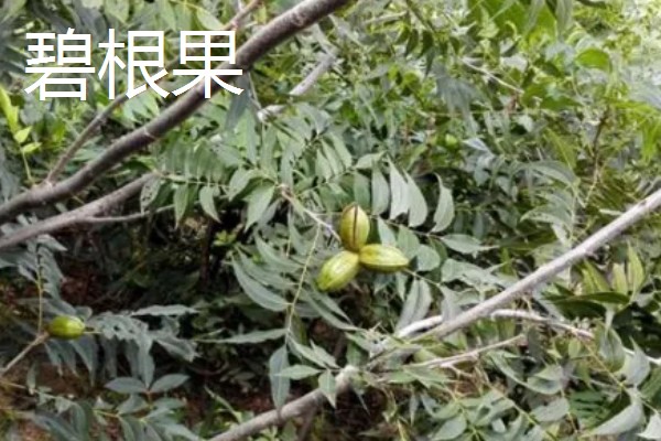 农村适合种什么水果,红香果、杈杷果等品种均可选择