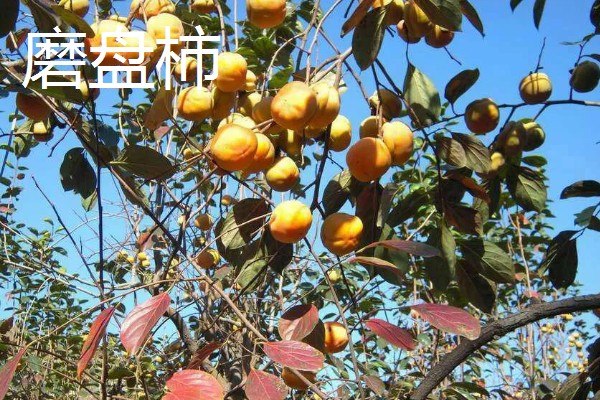 农村适合种什么水果,红香果、杈杷果等品种均可选择