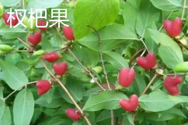 农村适合种什么水果,红香果、杈杷果等品种均可选择