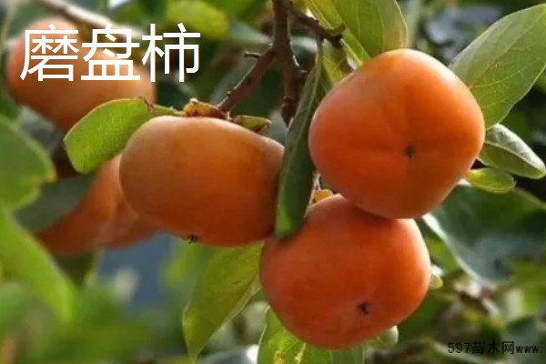 农村适合种什么水果,红香果、杈杷果等品种均可选择